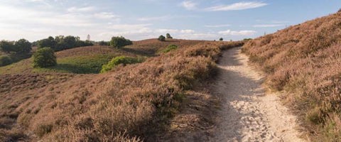 Het Nationaal Park De Hoge Veluwe 2 2500Px